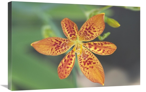 Global Gallery GCS-398338-2030-142 20 x 30 in. Blackberry Lily Flower 