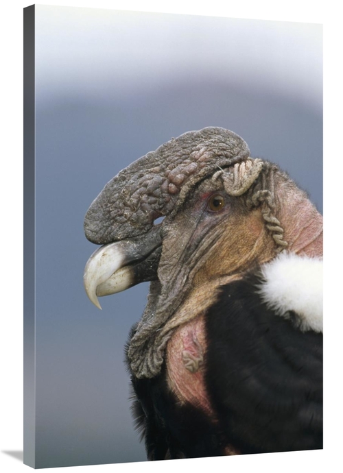 Global Gallery GCS-451246-2436-142 24 x 36 in. Andean Condor Male,