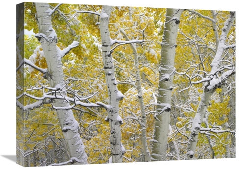 Global Gallery GCS-396976-1824-142 18 x 24 in. Snow-Covered Aspen Fore