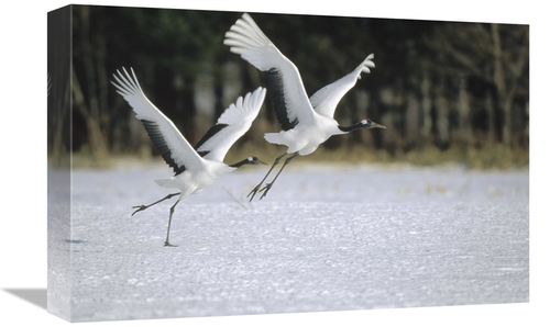 Global Gallery GCS-452475-1218-142 12 x 18 in. Red-Crowned Crane Pair 