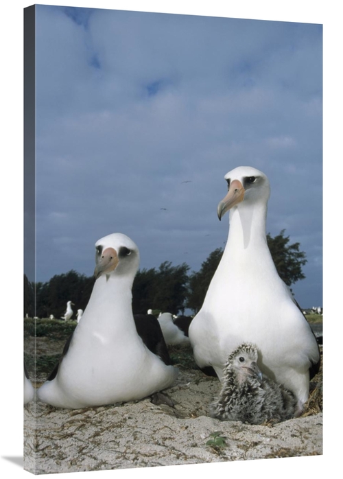 Global Gallery GCS-451415-2436-142 24 x 36 in. Laysan Albatross Parent