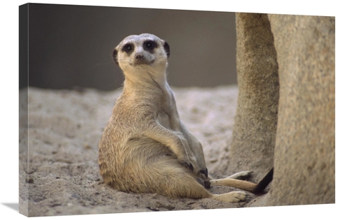 Global Gallery GCS-452900-2030-142 20 x 30 in. Meerkat Sitting At Entr