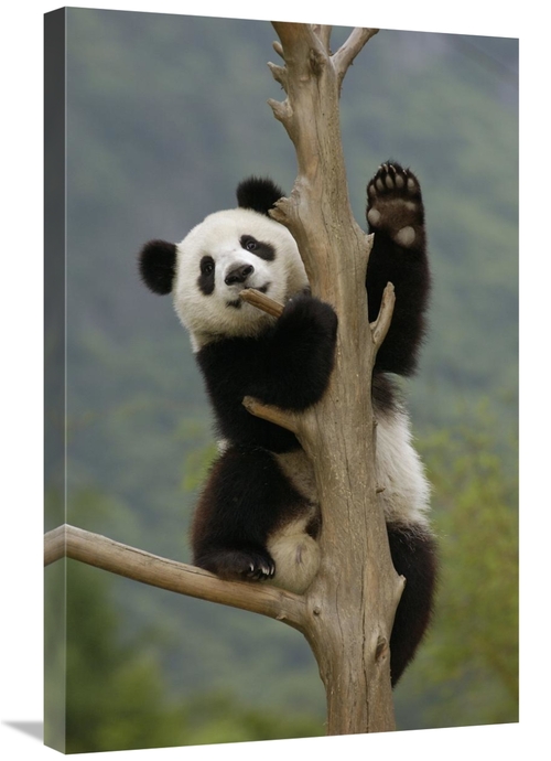 Global Gallery GCS-453016-2030-142 20 x 30 in. Giant Panda Cub Climbin