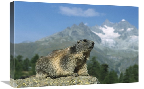 Global Gallery GCS-452571-1624-142 16 x 24 in. Alpine Marmot, Wall