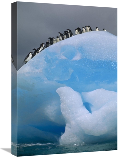 Global Gallery GCS-451413-1624-142 16 x 24 in. Adelie Penguin Group Re