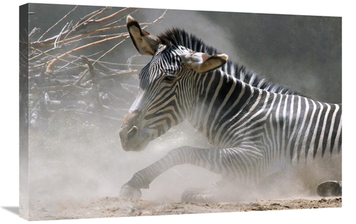 Global Gallery GCS-486651-30-142 30 in. Zebra in the Dust Art Print - 