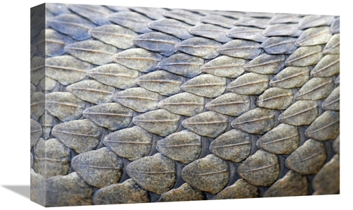 Global Gallery GCS-397532-1218-142 12 x 18 in. Common Viper Scales Art