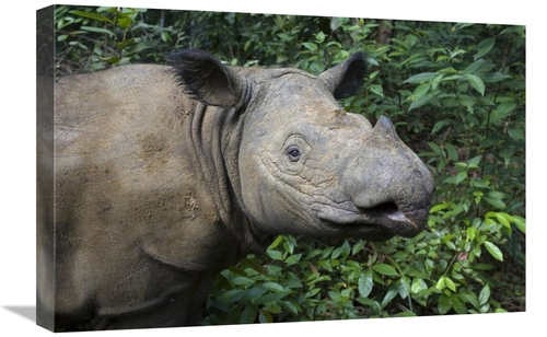 Global Gallery GCS-395860-1624-142 16 x 24 in. Sumatran Rhinoceros,