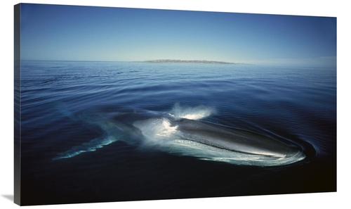 Global Gallery GCS-451690-44-142 44 in. Fin Whale At Winter Feeding Gr