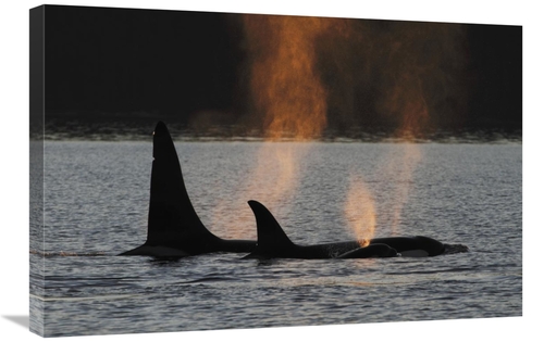 Global Gallery GCS-397717-2030-142 20 x 30 in. Orca Resident Pod Spout