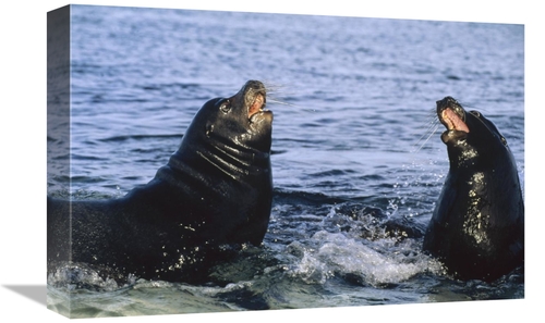 Global Gallery GCS-451311-1218-142 12 x 18 in. Galapagos Sea Lion Bull