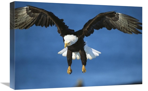 Global Gallery GCS-453293-1624-142 16 x 24 in. Bald Eagle Flying, 