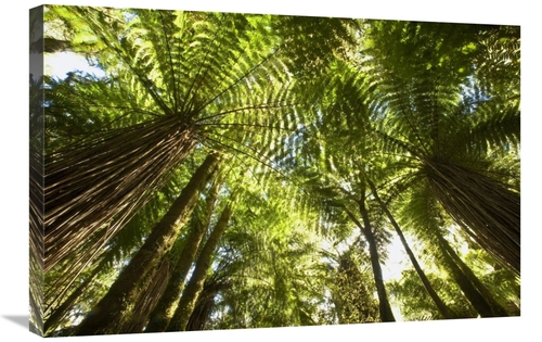 Global Gallery GCS-397752-2030-142 20 x 30 in. Tree Fern Forest Near H