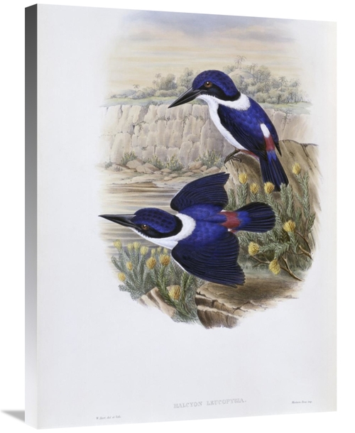 Global Gallery GCS-277797-30-142 30 in. White-Backed Kingfisher Art Pr