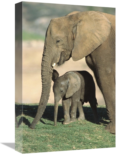 Global Gallery GCS-450842-1218-142 12 x 18 in. African Elephant Mother