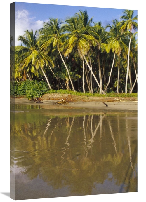 Global Gallery GCS-452855-2436-142 24 x 36 in. Coconut Palm Trees Line