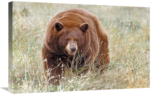 Global Gallery GCS-486437-30-142 30 in. Cinnamon Bear Art Print - Vic 