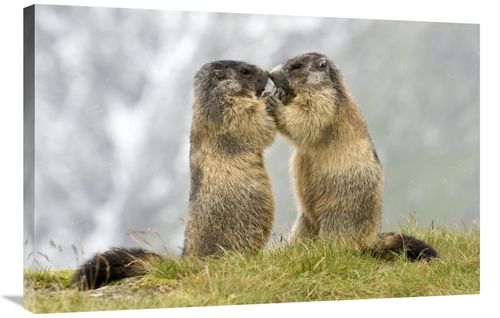 Global Gallery GCS-398062-2436-142 24 x 36 in. Two Alpine Marmots,