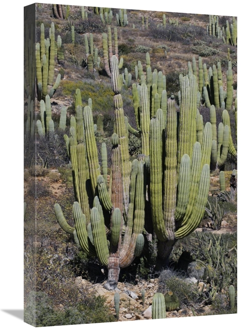 Global Gallery GCS-397720-1624-142 16 x 24 in. Cardon Cacti, Santa