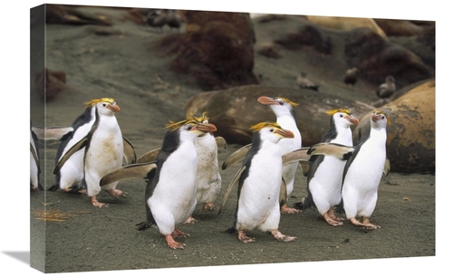 Global Gallery GCS-452442-1624-142 16 x 24 in. Royal Penguin Group on 