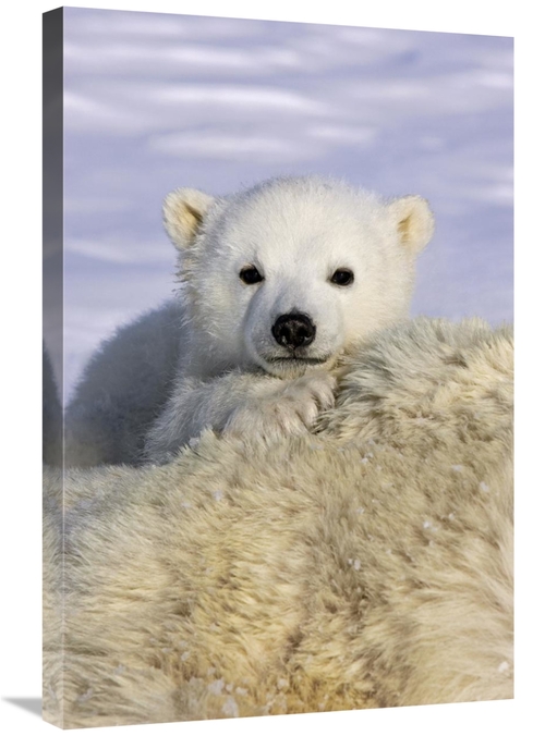 Global Gallery GCS-395800-2030-142 20 x 30 in. Polar Bear Cub Peeking 