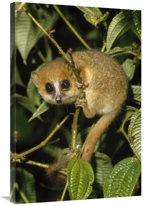 Global Gallery GCS-452398-2436-142 24 x 36 in. Brown Mouse Lemur, 