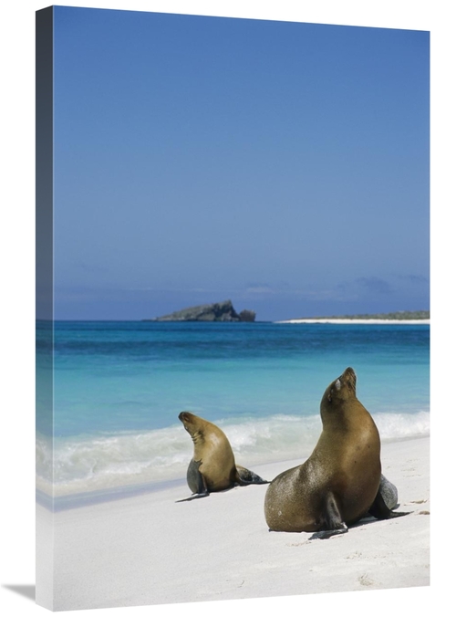 Global Gallery GCS-451836-2030-142 20 x 30 in. Galapagos Sea Lion Pair