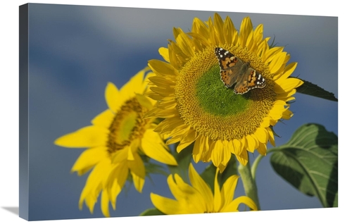 Global Gallery GCS-451950-2030-142 20 x 30 in. American Painted Lady B
