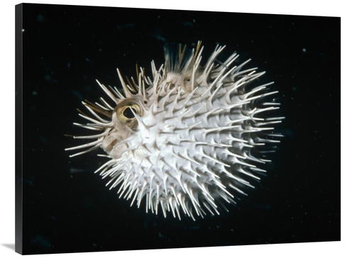 Global Gallery GCS-450617-3040-142 30 x 40 in. Long-Spine Porcupinefis