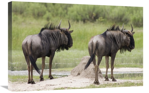 Global Gallery GCS-395406-2030-142 20 x 30 in. Blue Wildebeest Pair&#4