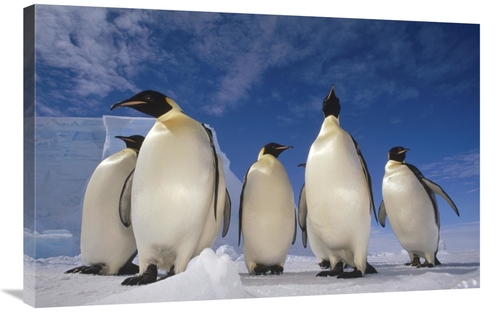 Global Gallery GCS-395636-2436-142 24 x 36 in. Emperor Penguin Group&#