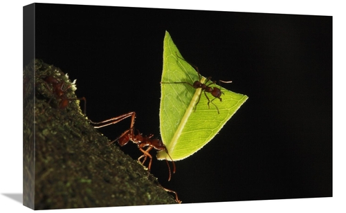 Global Gallery GCS-398099-1624-142 16 x 24 in. Leafcutter Ant Carrying