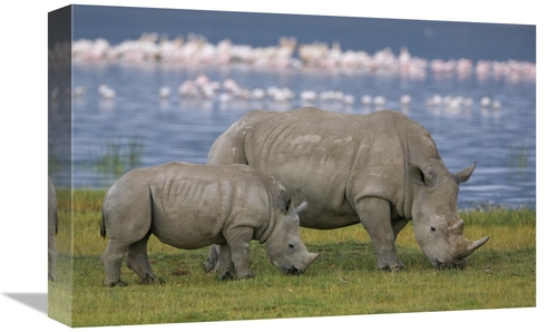 12 x 18 in. White Rhinoceros Mother & Juvenile Grazing, Lake Nakur