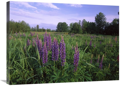 Global Gallery GCS-396608-2432-142 24 x 32 in. Lupine in Meadow Near C