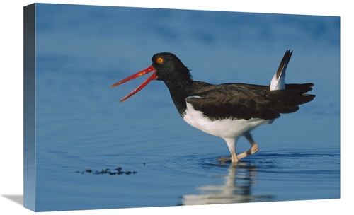 Global Gallery GCS-396203-1624-142 16 x 24 in. American Oystercatcher 