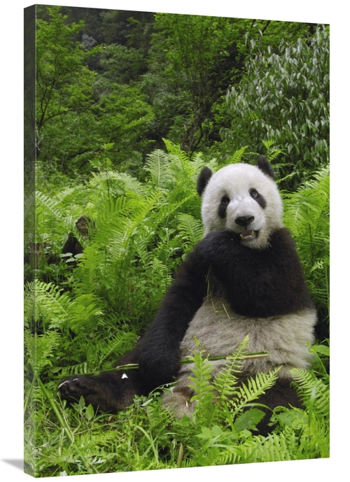 Global Gallery GCS-397880-2436-142 24 x 36 in. Giant Panda Eating Bamb