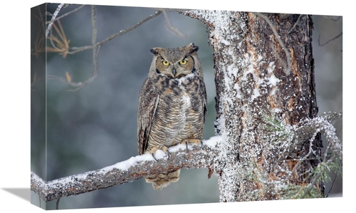 Global Gallery GCS-396987-1218-142 12 x 18 in. Great Horned Owl Adult 