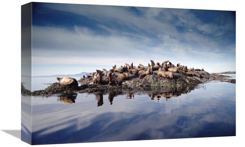 12 x 18 in. Stellers Sea Lion Group Hauled Out on Coastal Rocks, B