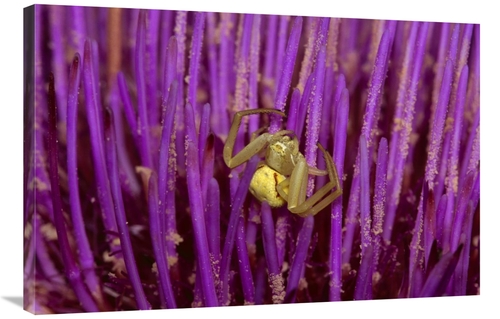Global Gallery GCS-452848-2436-142 24 x 36 in. Goldenrod Crab Spider F