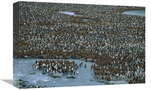 Global Gallery GCS-453390-1218-142 12 x 18 in. King Penguin Nesting Co