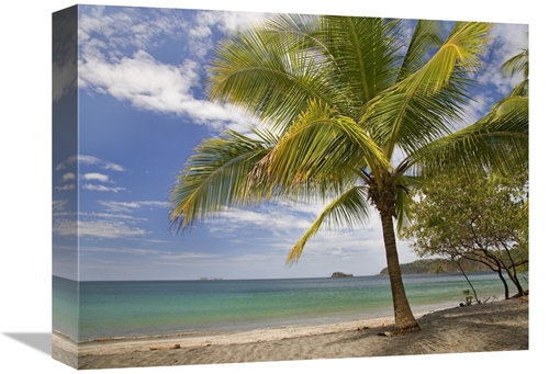 Global Gallery GCS-396109-1216-142 12 x 16 in. Palm Trees Line Penca B