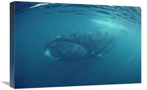 Global Gallery GCS-450612-1624-142 16 x 24 in. Bowhead Whale Underwate