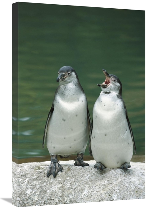 Global Gallery GCS-398515-2030-142 20 x 30 in. Humboldt Penguin Two Ch