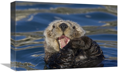 Global Gallery GCS-395808-1218-142 12 x 18 in. Sea Otter Yawning, 