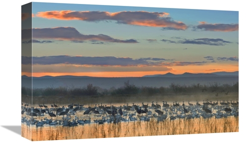 Global Gallery GCS-397206-1218-142 12 x 18 in. Snow Geese & Sandhill C