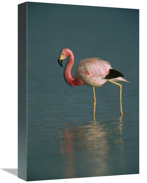 Global Gallery GCS-453169-1218-142 12 x 18 in. Andean Flamingo Wading&