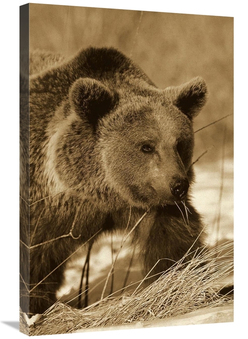 Global Gallery GCS-453693-2030-142 20 x 30 in. Brown Bear Eating Dry G
