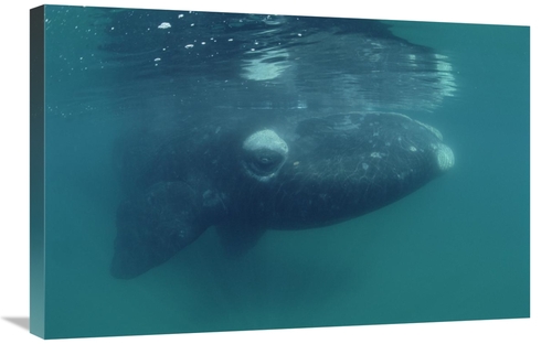 Global Gallery GCS-450645-2030-142 20 x 30 in. Southern Right Whale Ju