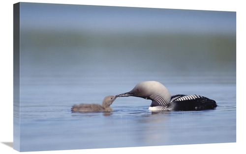 Global Gallery GCS-451881-2030-142 20 x 30 in. Pacific Loon Parent Fee