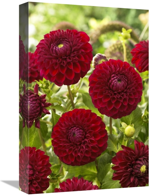 Global Gallery GCS-398372-1218-142 12 x 18 in. Dahlia Boom Boom Red Va